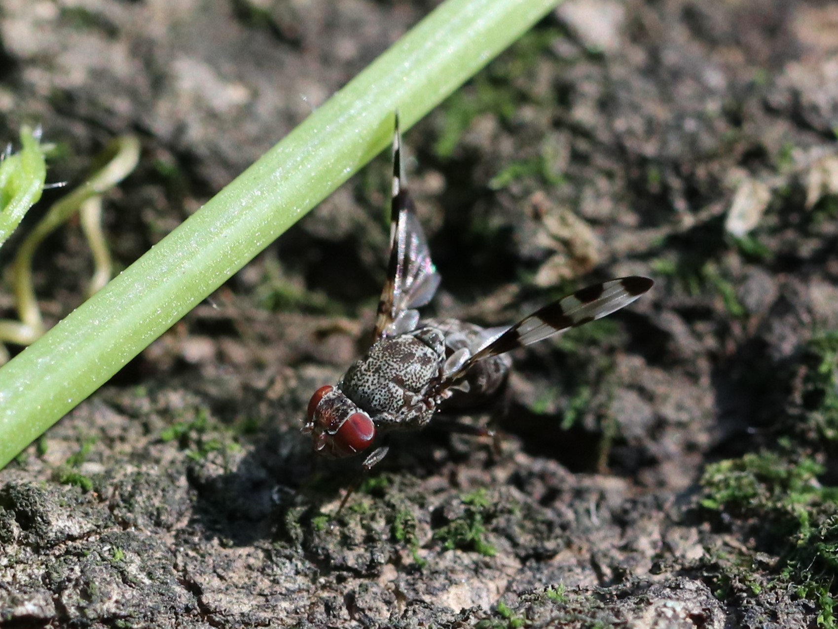 Pseudotephritis millepunctata